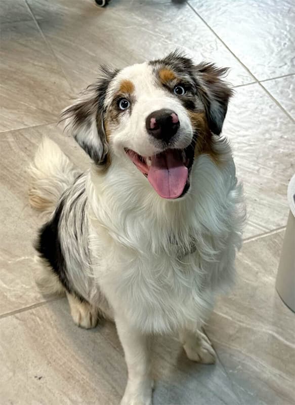 Elvis