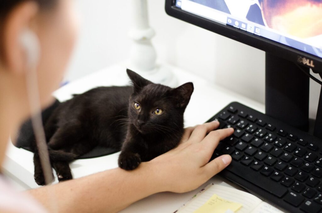 ¿Cómo Redactar un Blog Correctamente?